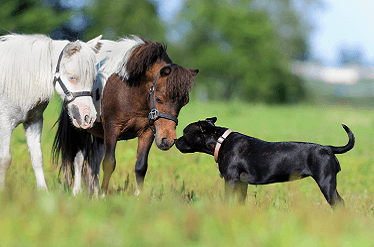 Tierhalter Haftpflichtversicherung